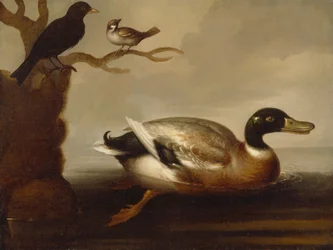 Canard colvert et autres oiseaux